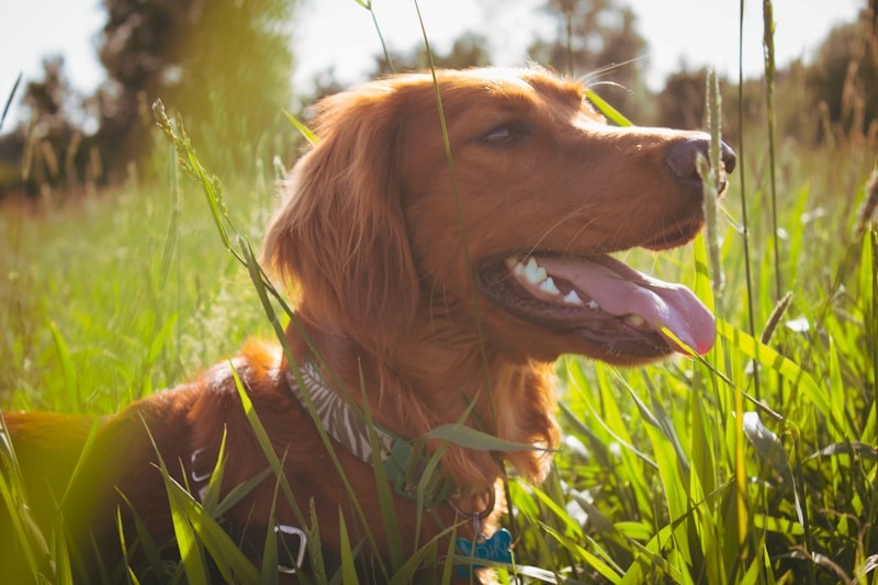 Brown dog resting in a grass field
