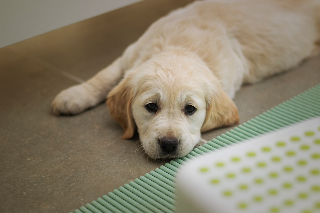 A flat-faced dog resting indoors