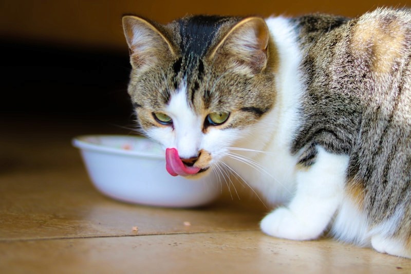 A cat sitting near its food bowl