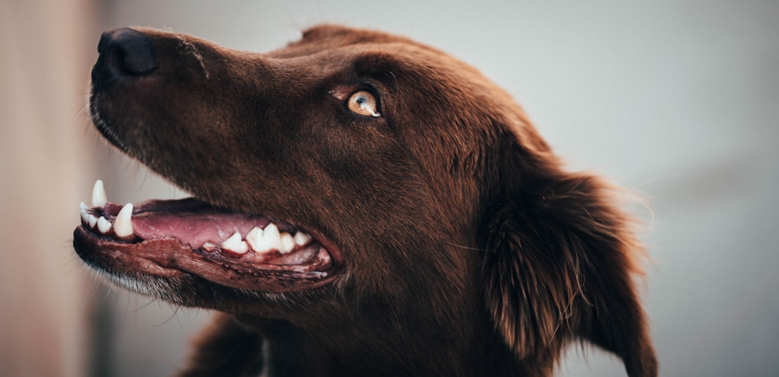 Dental Care at Haven Vet