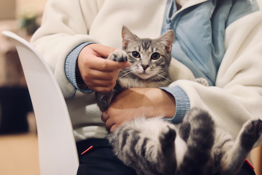 Urgent Care at Haven Vet